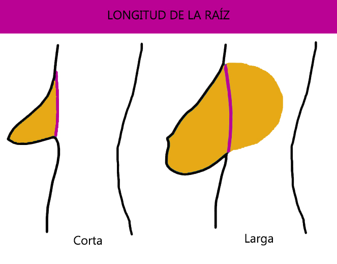 longitud de la raíz mamaria
